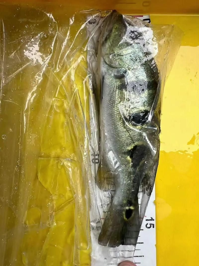 給我一些眼斑魚的圖片，眼斑魚是一種小型的熱帶魚類