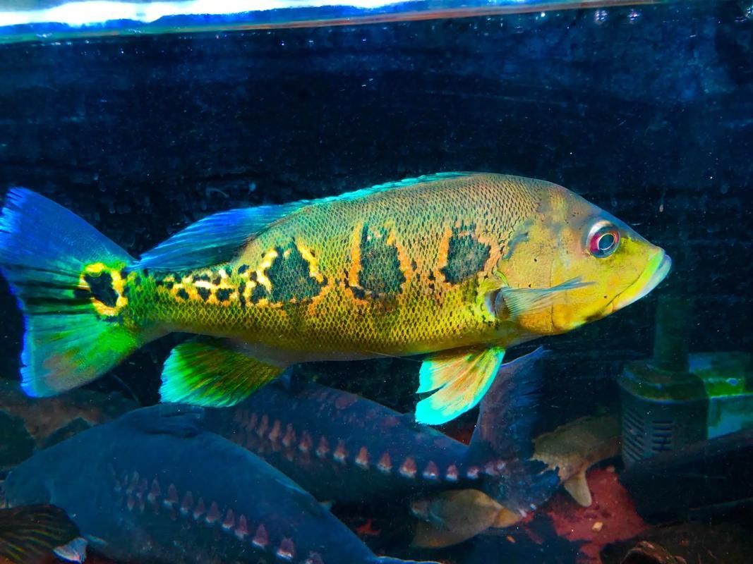 給我一些眼斑魚的圖片，眼斑魚是一種小型的熱帶魚類