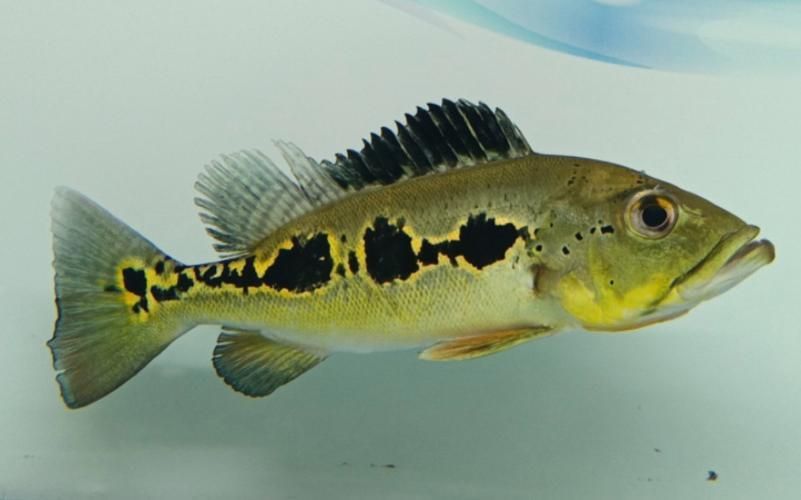給我一些眼斑魚的圖片，眼斑魚是一種小型的熱帶魚類