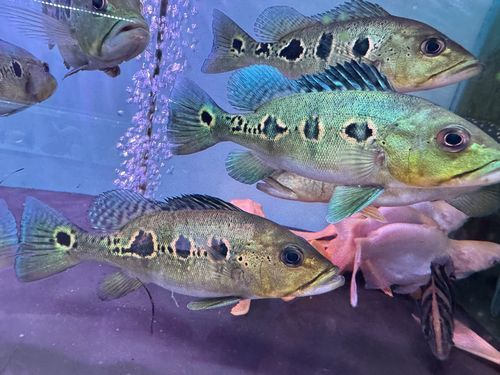 給我一些眼斑魚的圖片，眼斑魚是一種小型的熱帶魚類