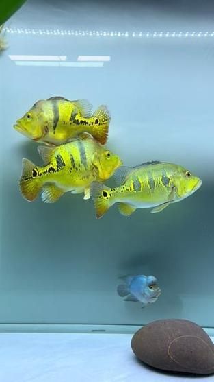 給我一些眼斑魚的圖片，眼斑魚是一種小型的熱帶魚類