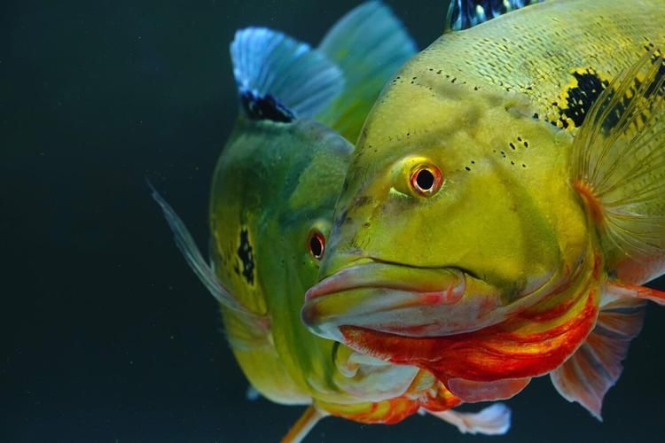 給我一些眼斑魚的圖片，眼斑魚是一種小型的熱帶魚類