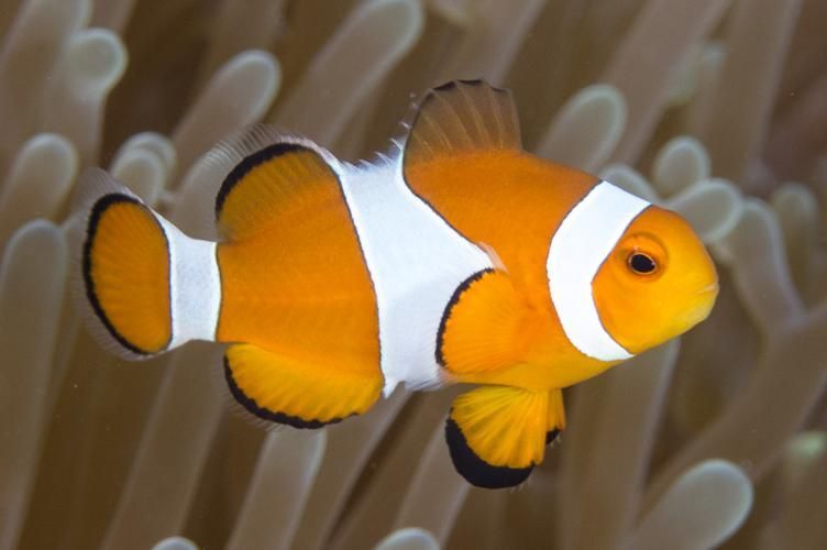 給我一些眼斑魚的圖片，眼斑魚是一種小型的熱帶魚類