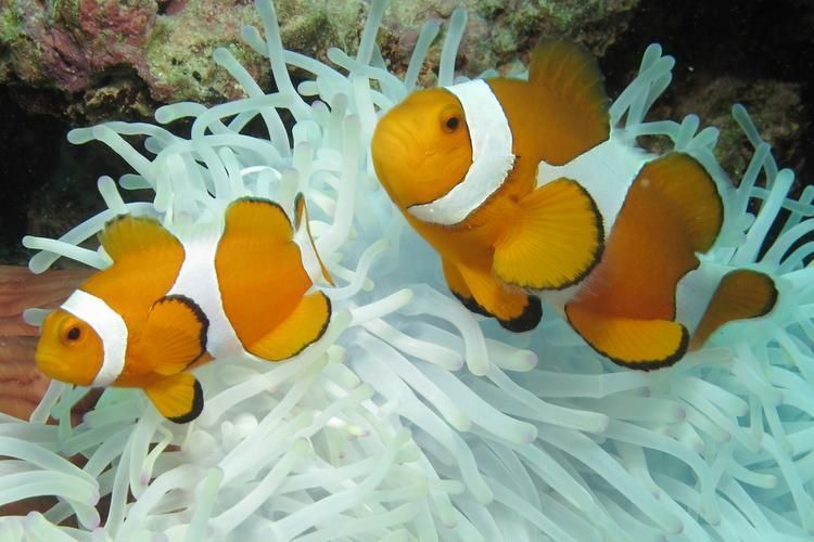 給我一些眼斑魚的圖片，眼斑魚是一種小型的熱帶魚類