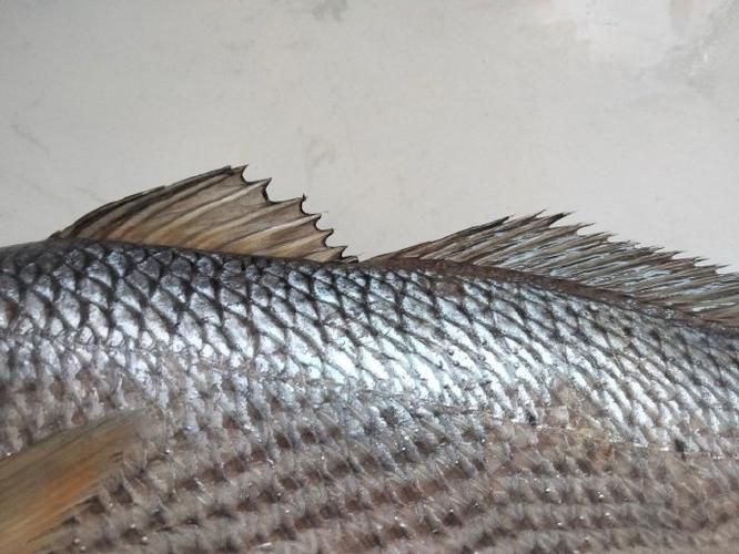 給我一些眼斑魚的圖片，眼斑魚是一種小型的熱帶魚類