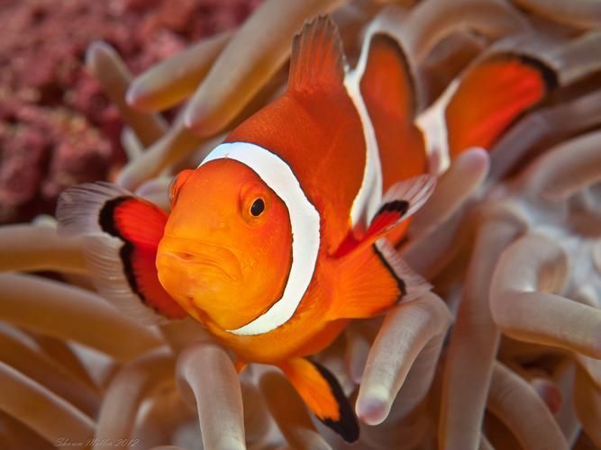 給我一些眼斑魚的圖片，眼斑魚是一種小型的熱帶魚類