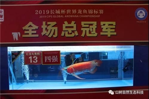 2024年長(zhǎng)城杯龍魚(yú)錦標(biāo)賽的冠軍是誰(shuí)？，2024年長(zhǎng)城杯龍魚(yú)錦標(biāo)賽冠軍是誰(shuí)彭學(xué)通和他的金龍是誰(shuí)
