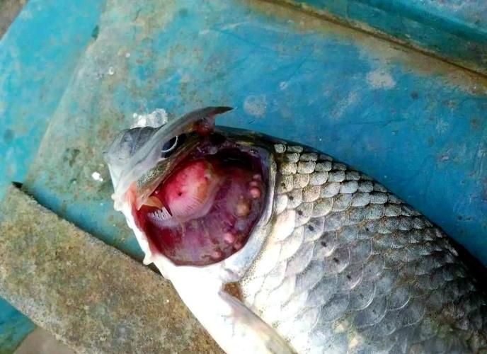 給我更多魚病癥狀圖片，常見魚病癥狀圖片