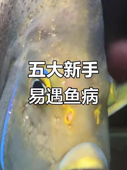給我更多魚病癥狀圖片，常見魚病癥狀圖片