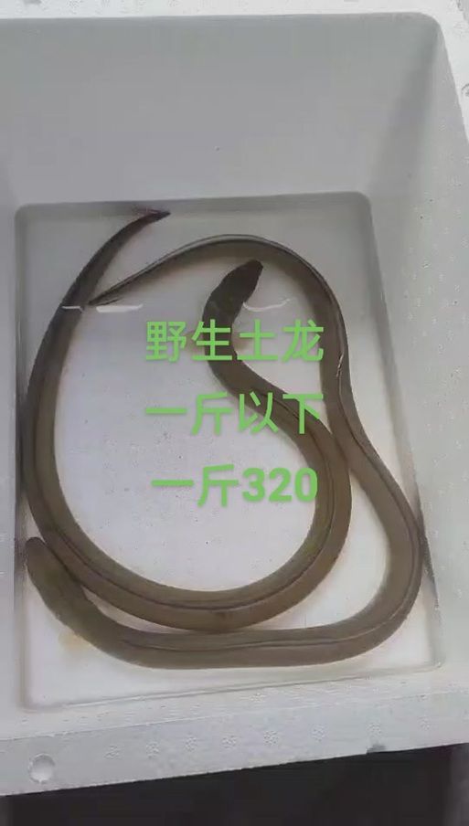 福建土龍魚的市場價格是多少？，福建土龍魚市場價格對比表，