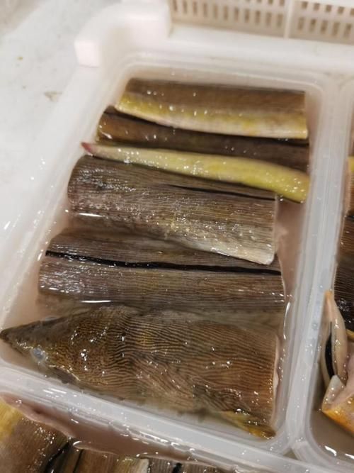 福建土龍魚的市場價格是多少？，福建土龍魚市場價格對比表，
