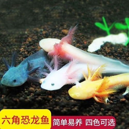 哪些龍魚品種適合低水位飼養(yǎng)？，低水位飼養(yǎng)的龍魚品種詳解