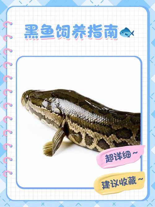 哪些龍魚品種適合低水位飼養(yǎng)？，低水位飼養(yǎng)的龍魚品種詳解