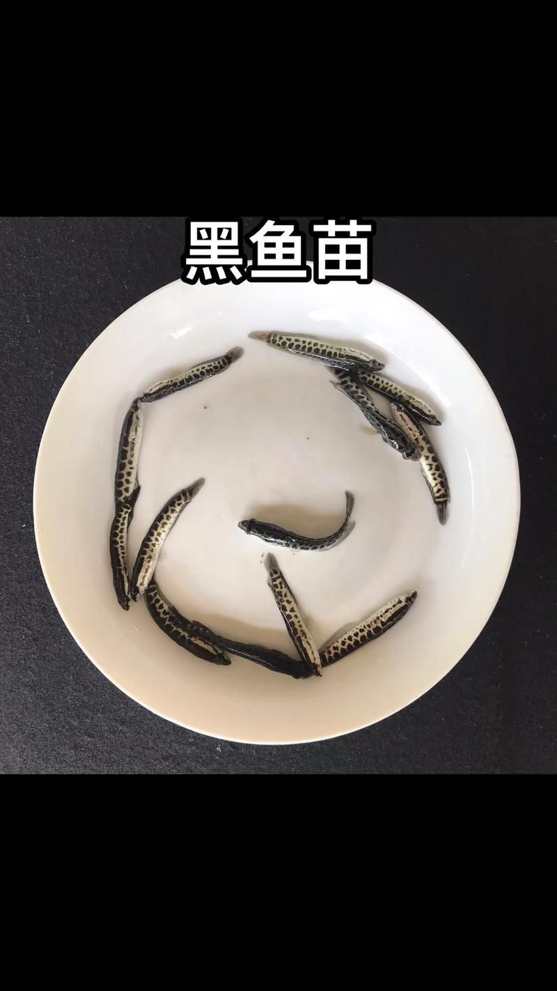 哪些龍魚品種適合低水位飼養(yǎng)？，低水位飼養(yǎng)的龍魚品種詳解