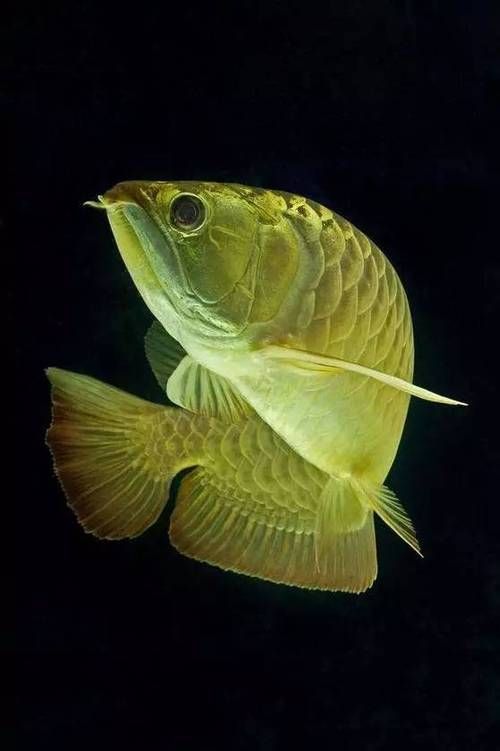 有沒有更多高清龍魚壁紙推薦，有沒有更多高清龍魚壁紙推薦？ 有沒有更多高清龍魚壁紙推薦，有沒有更多高清龍魚壁紙推薦？ 龍魚百科 第2張