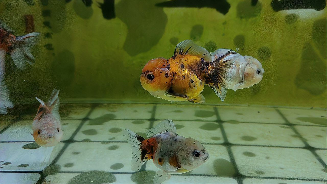 如何判斷金魚是否恢復健康，如何判斷金魚是否健康