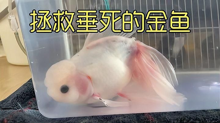 如何判斷金魚是否恢復健康，如何判斷金魚是否健康
