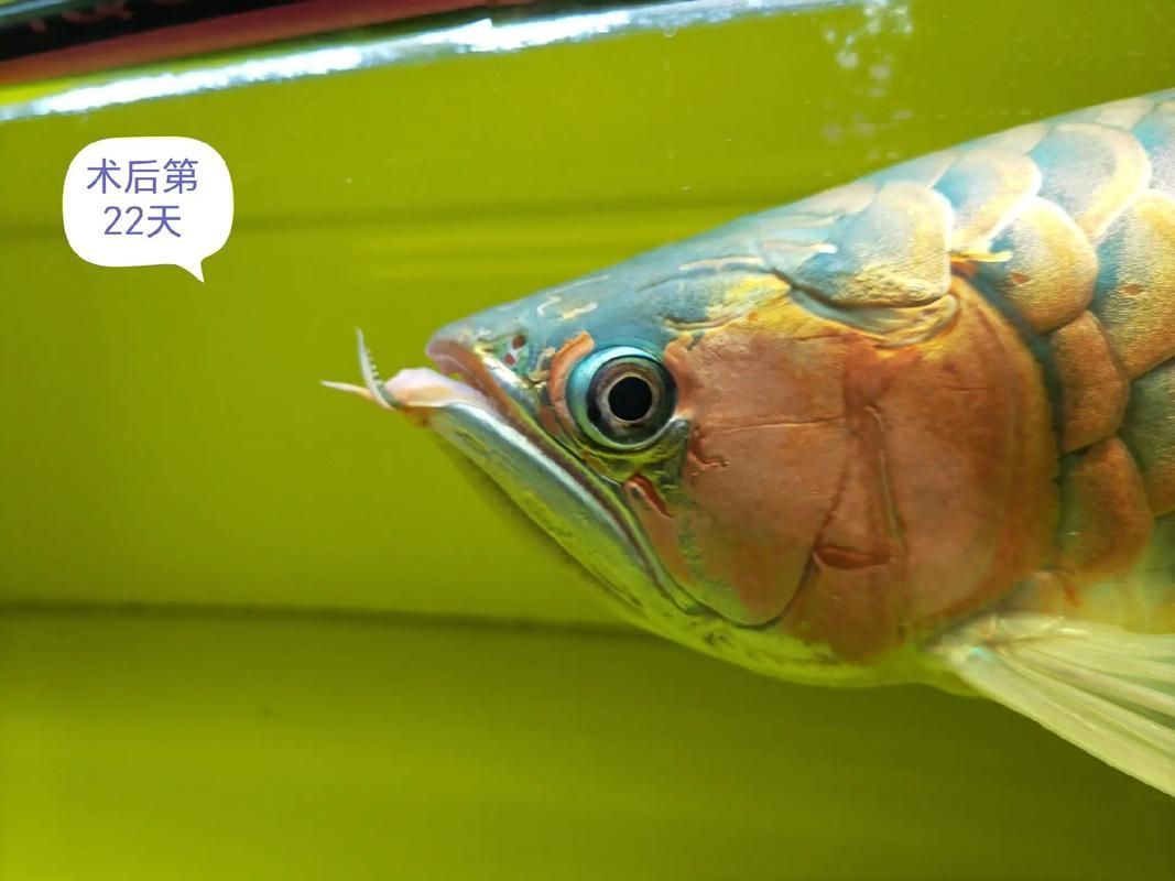 兜嘴龍魚如何飼養(yǎng)？，兜嘴龍魚系統(tǒng)飼養(yǎng)指南