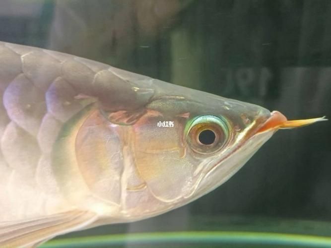 兜嘴龍魚如何飼養(yǎng)？，兜嘴龍魚系統(tǒng)飼養(yǎng)指南
