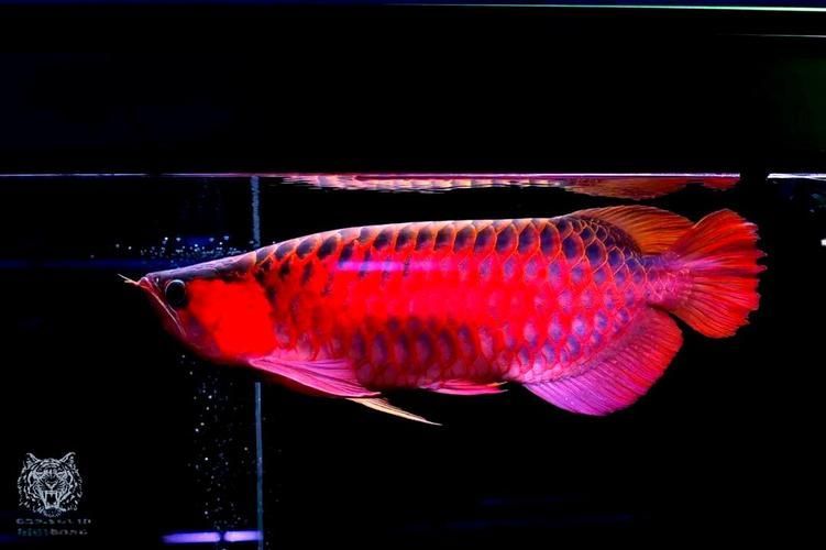 兜嘴龍魚如何飼養(yǎng)？，兜嘴龍魚系統(tǒng)飼養(yǎng)指南