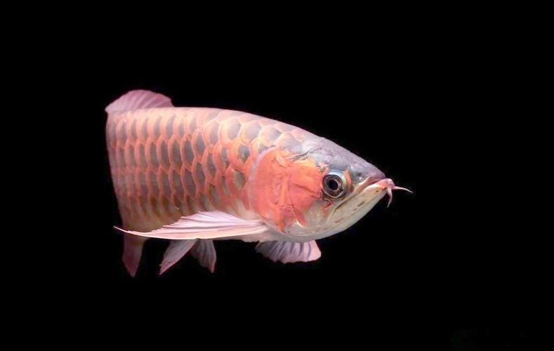 請?zhí)峁讖埬闲埤堲~的圖片，南雄龍魚圖文清單，“豬麻鋸”魚的市場價格是多少