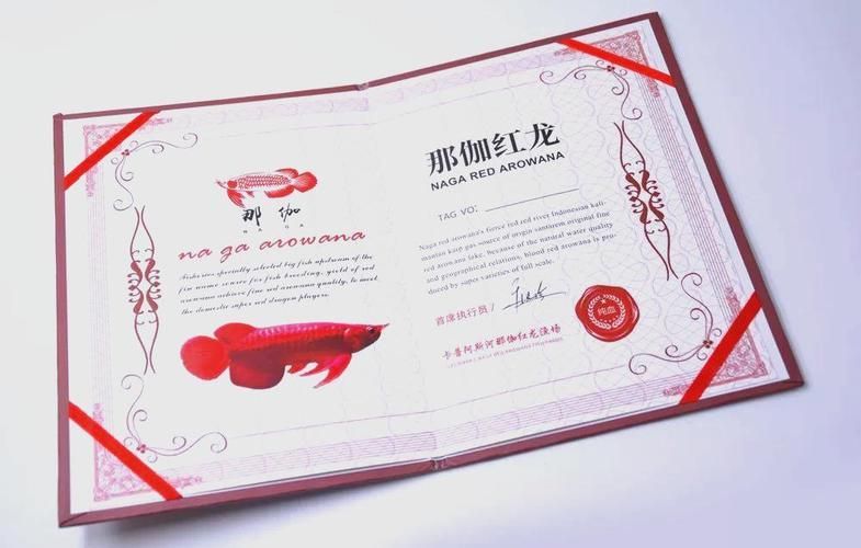 有哪些著名的清水龍魚血統證書，關于清水龍魚血統證書