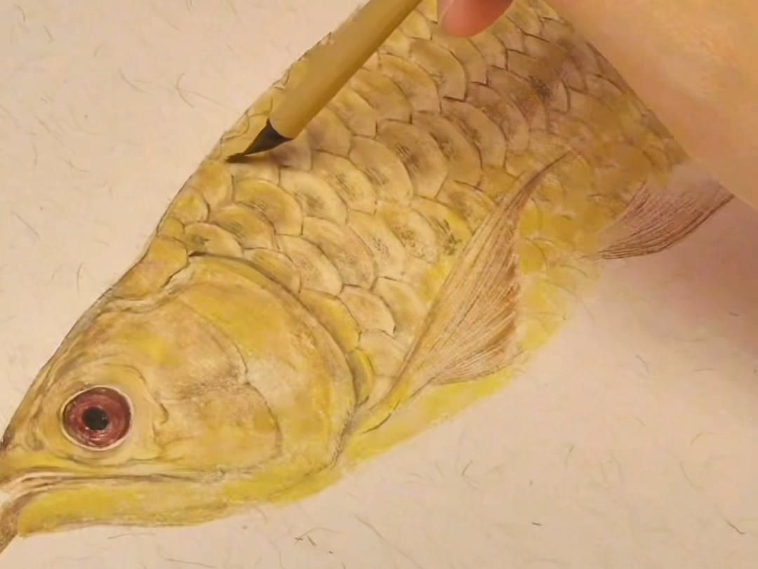 能給出更多工筆金龍魚(yú)的畫(huà)法步驟嗎？，工筆金龍魚(yú)的畫(huà)法步驟