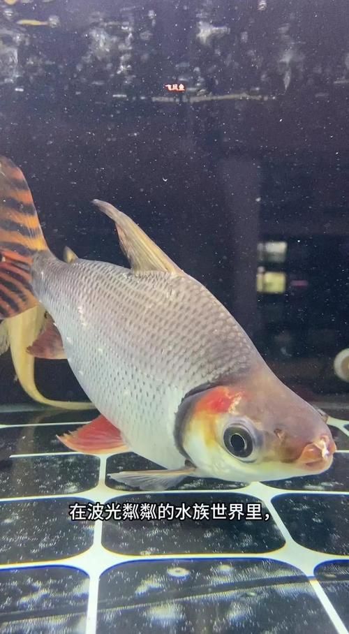 飛鳳魚消化道疾病如何預(yù)防？，飛鳳魚消化道疾病預(yù)防