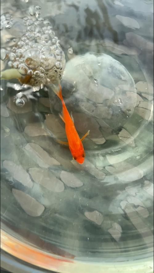 提供幾張金魚爛尾巴潰爛的圖片，如何預防金魚爛尾巴潰爛