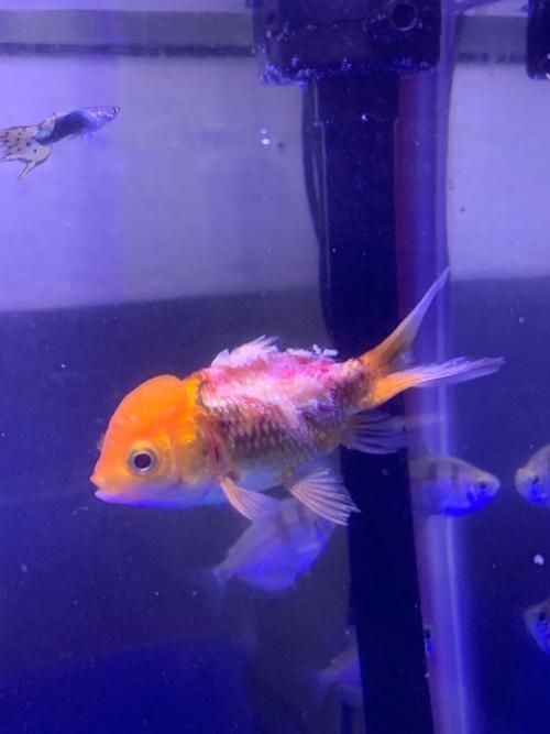提供幾張金魚爛尾巴潰爛的圖片，如何預防金魚爛尾巴潰爛