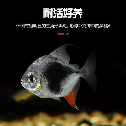 龍魚絕配魚有哪些品種？，龍魚絕配魚有哪些品種