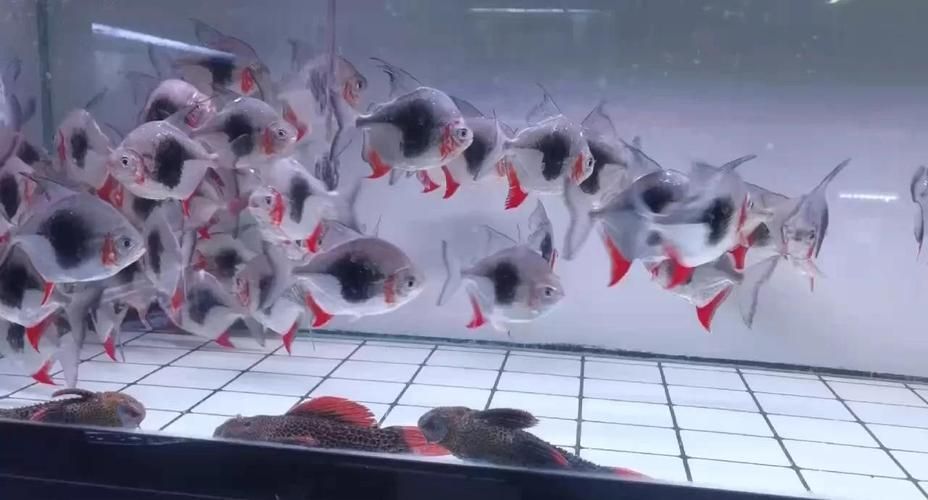 龍魚絕配魚有哪些品種？，龍魚絕配魚有哪些品種