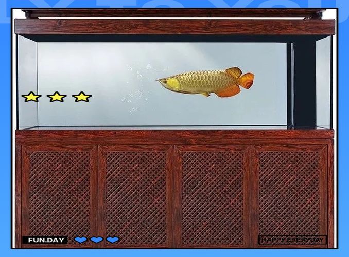龍魚絕配魚有哪些品種？，龍魚絕配魚有哪些品種