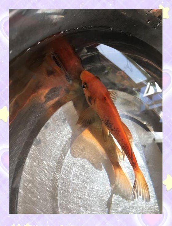 如何預防魚出現黑色霉斑，如何有效預防魚出現黑色霉斑