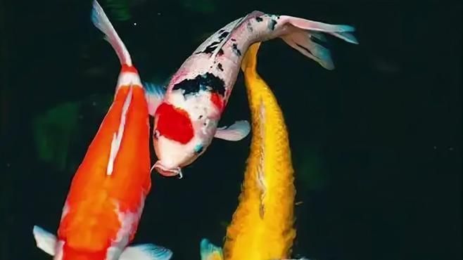 如何預防魚肚子大炸鱗，預防魚肚子大炸鱗的方法