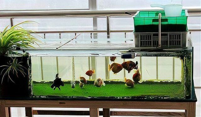 如何判斷魚缸中是否有有害藻類？