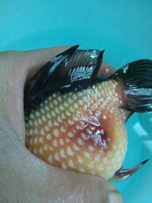 如何治療金魚潰爛，金魚潰爛病治療金魚潰爛病系統治療金魚潰爛病系統治療指南 如何治療金魚潰爛，金魚潰爛病治療金魚潰爛病系統治療金魚潰爛病系統治療指南 龍魚百科 第5張