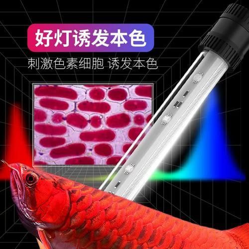 馬印神燈和仟湖龍魚燈哪個更好？，馬印神燈和仟湖龍魚燈哪個更神燈和仟湖龍魚燈哪個更好
