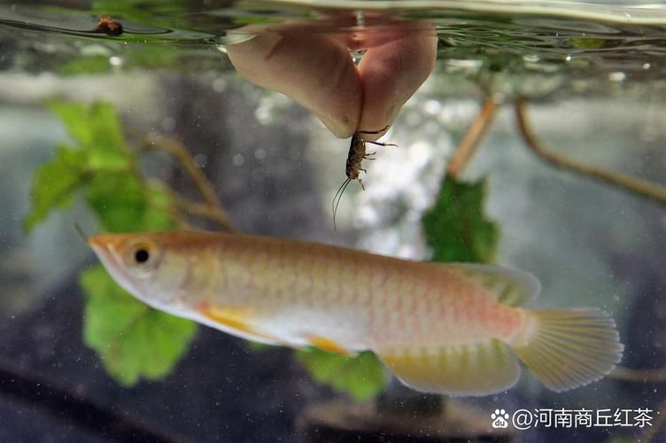 銀龍魚適合什么季節(jié)購買，銀龍魚的價格范圍是多少