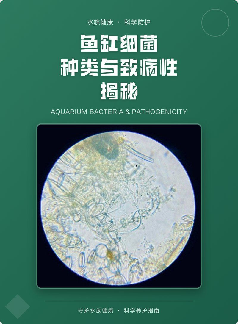 魚缸水中有哪些常見的致病細菌，魚缸水中常見的致病細菌
