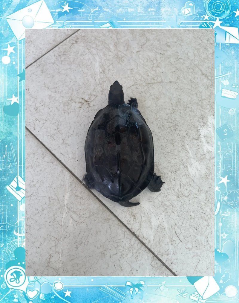 烏龜增色過程需要多長時間，烏龜增色過程需要多長時間,