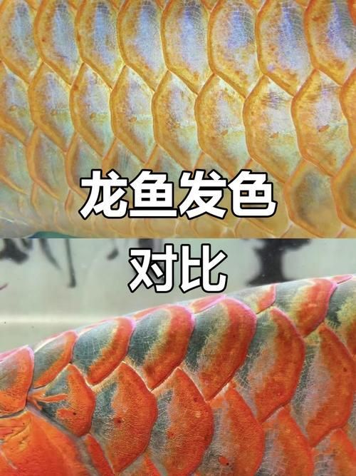 如何鑒別真假思明龍魚？，如何查詢以真假思明龍魚