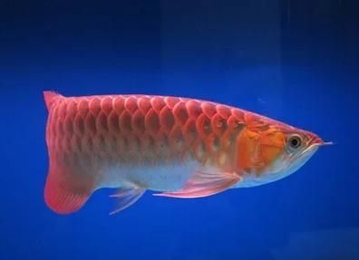 給我一些預防龍魚外細菌感染的圖片