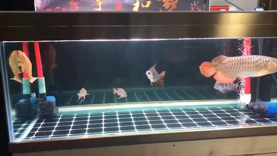 藍底金龍魚繁殖需要哪些特殊設備，藍底金龍魚繁殖所需設備搜索