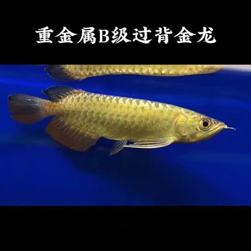 給我推薦一些性價比高的龍魚苗，性價比高的龍魚苗