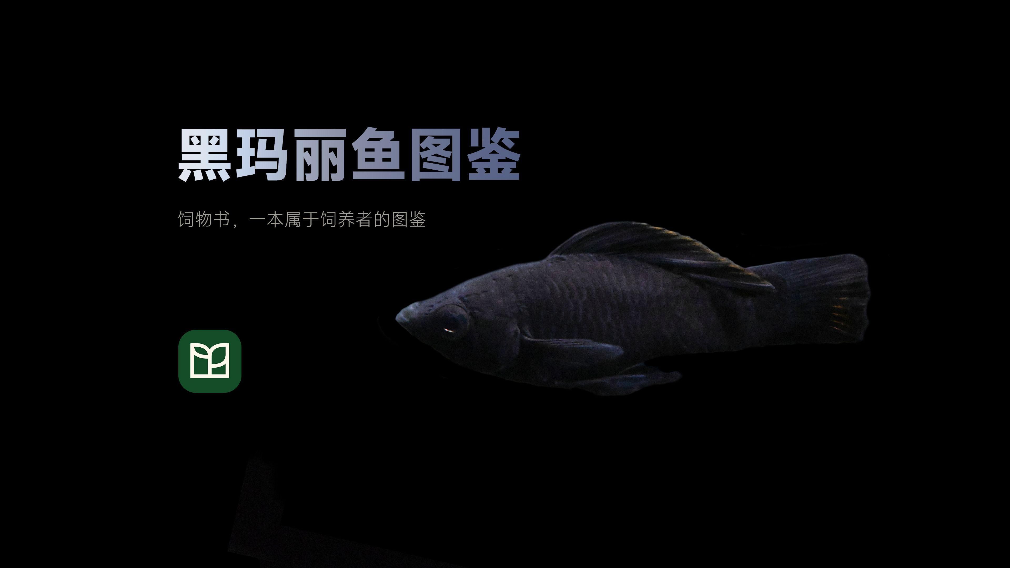 有哪些健康的黑色觀賞魚推薦，健康觀賞魚的選擇對于提升家居環境和個人興趣至關重要