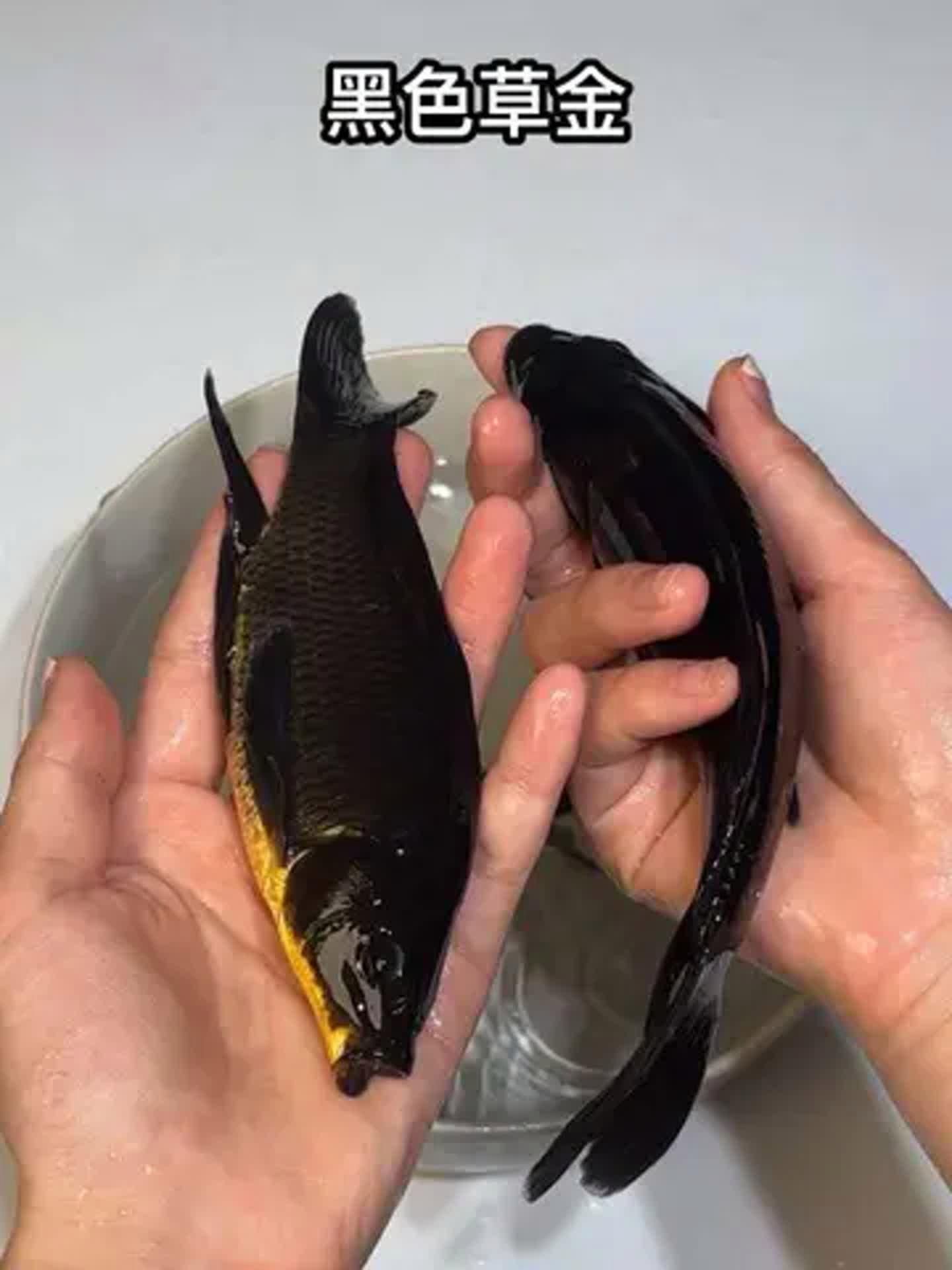 有哪些健康的黑色觀賞魚推薦，健康觀賞魚的選擇對于提升家居環境和個人興趣至關重要