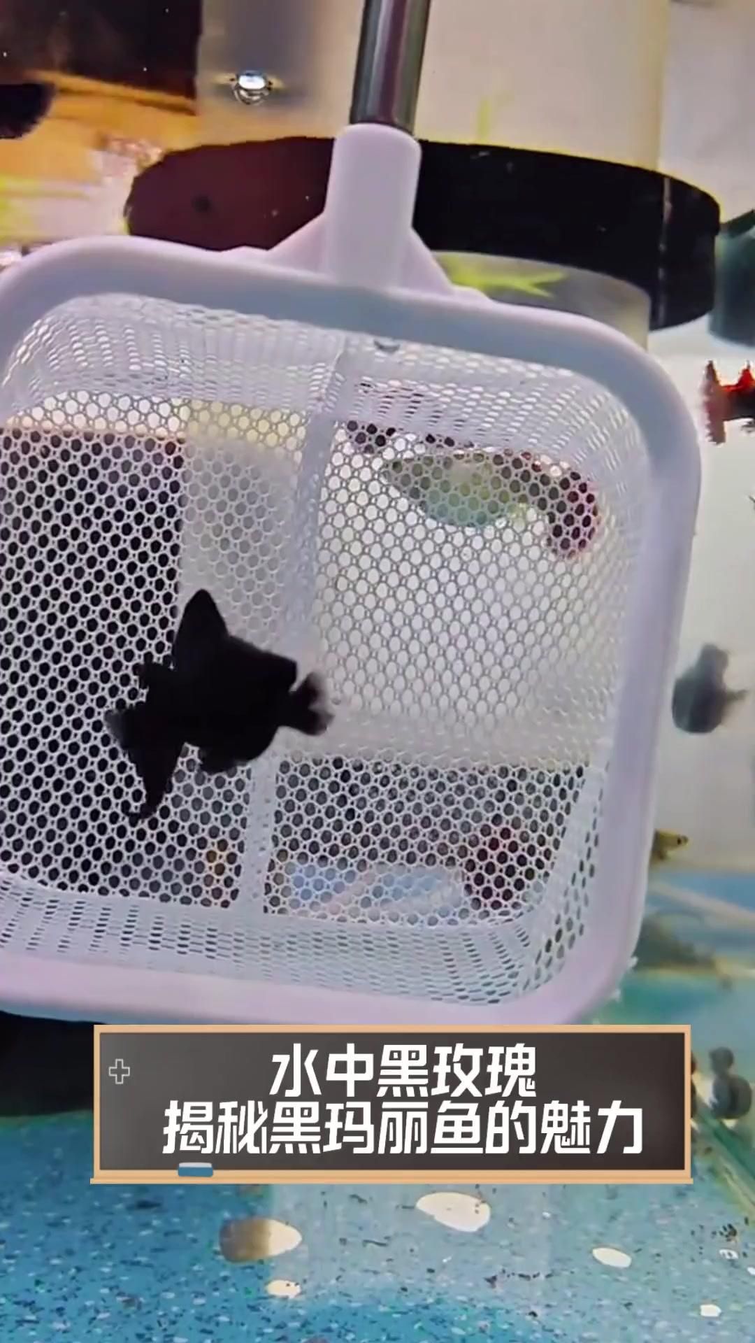 有哪些健康的黑色觀賞魚推薦，健康觀賞魚的選擇對于提升家居環境和個人興趣至關重要