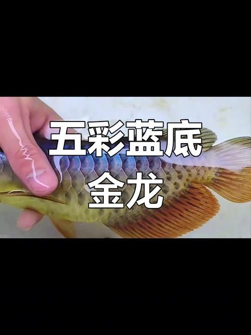 六排亮過背金龍的價格是多少