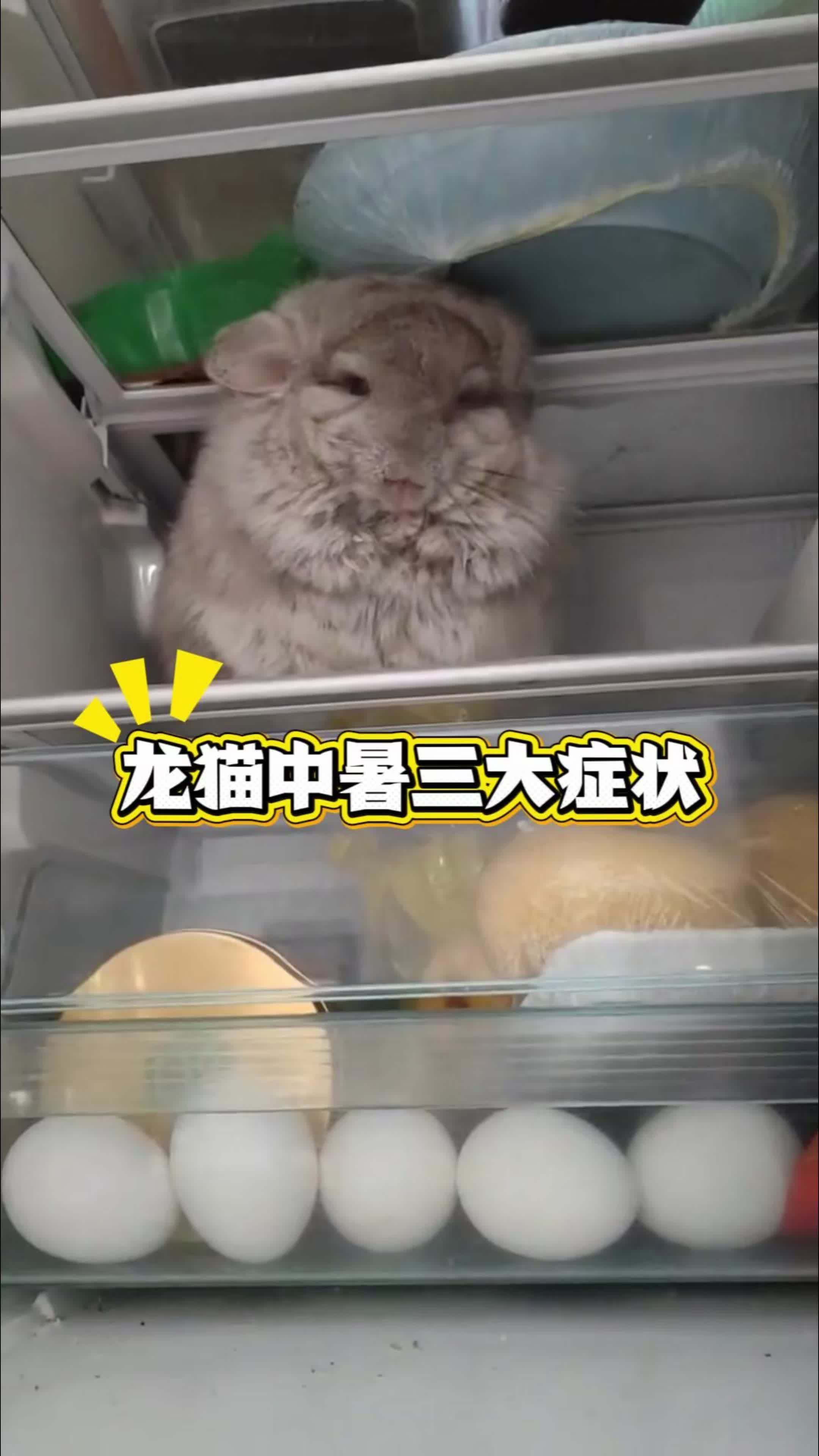 如何判斷龍貓是否中暑，如何判斷龍貓是否中暑,龍貓中暑的五大預警信號